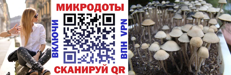 Псилоцибиновые грибы Psilocybe  Купить закладки  Железноводск 